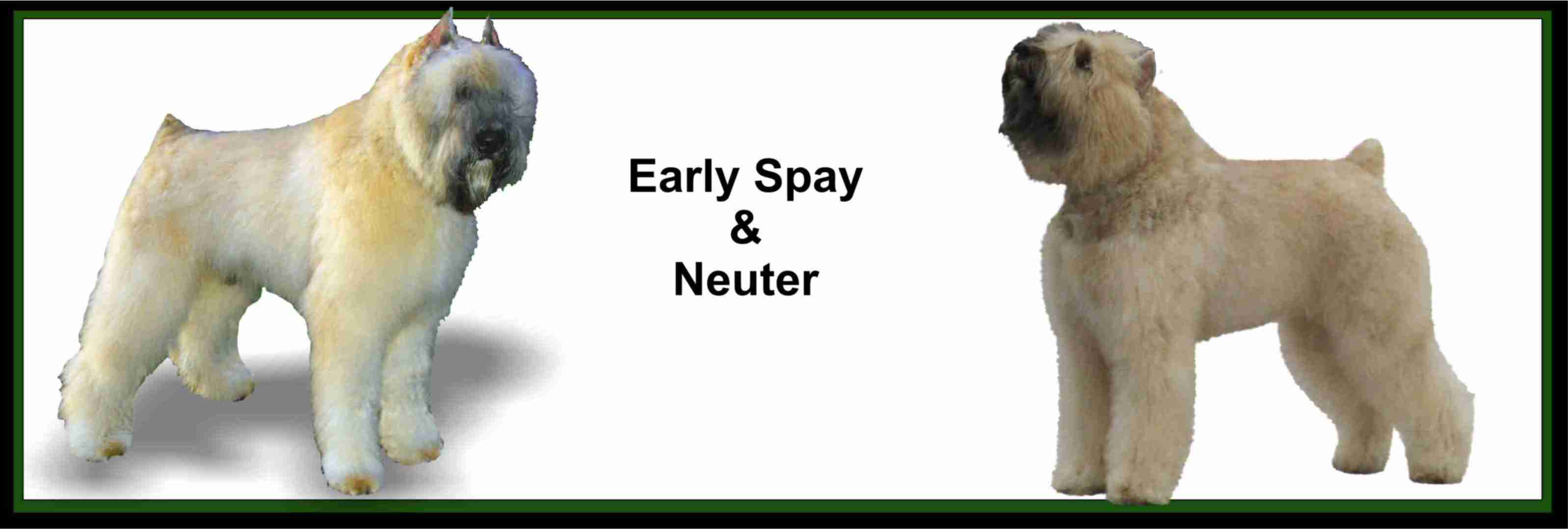 EARLY SPAY AND NUETER